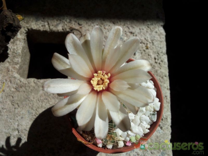 A photo of Gymnocalycium calochlorum