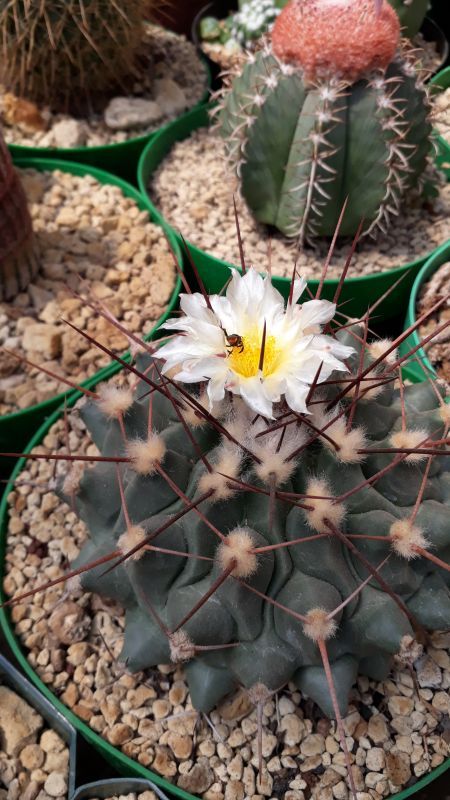 A photo of Thelocactus rinconensis