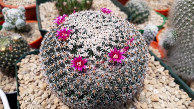 Una foto de Mammillaria perbella