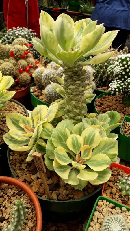 Una foto de Euphorbia ritchei fma. variegada