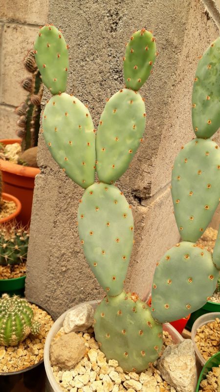 Foto de un cactus que se está identificando actualmente