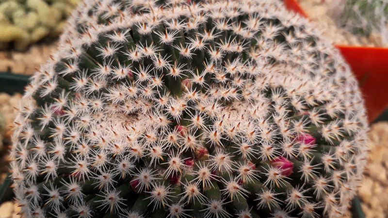 Una foto de Mammillaria perbella