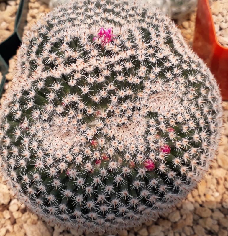 Una foto de Mammillaria perbella