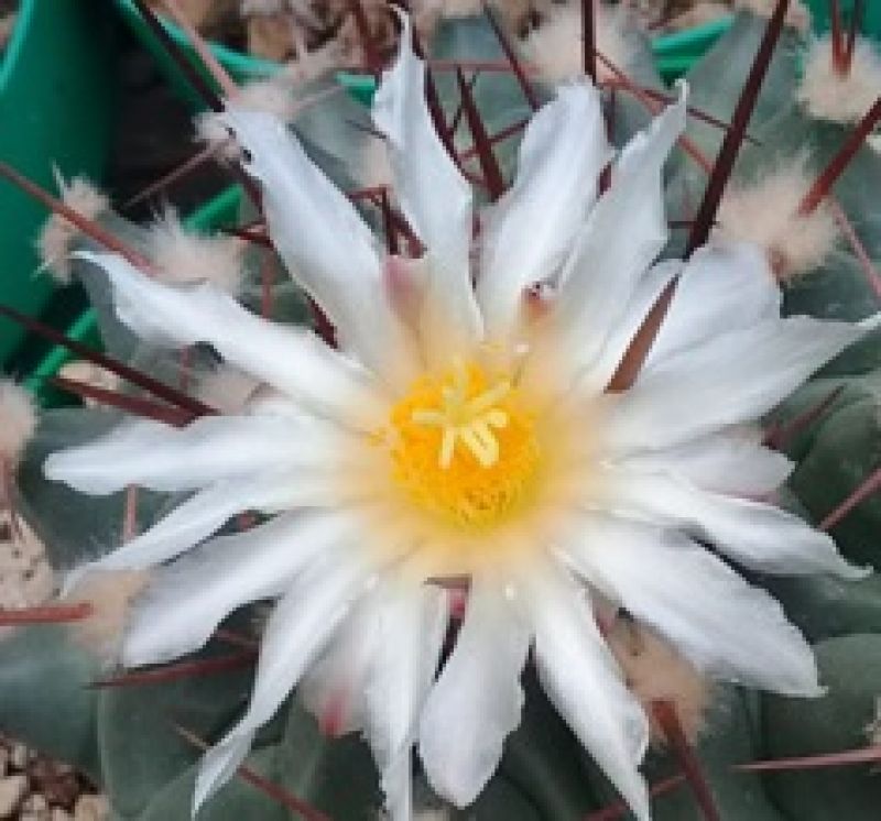 A photo of Thelocactus rinconensis