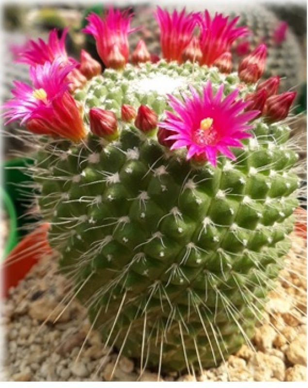 A photo of Mammillaria spinosissima fma. unpico