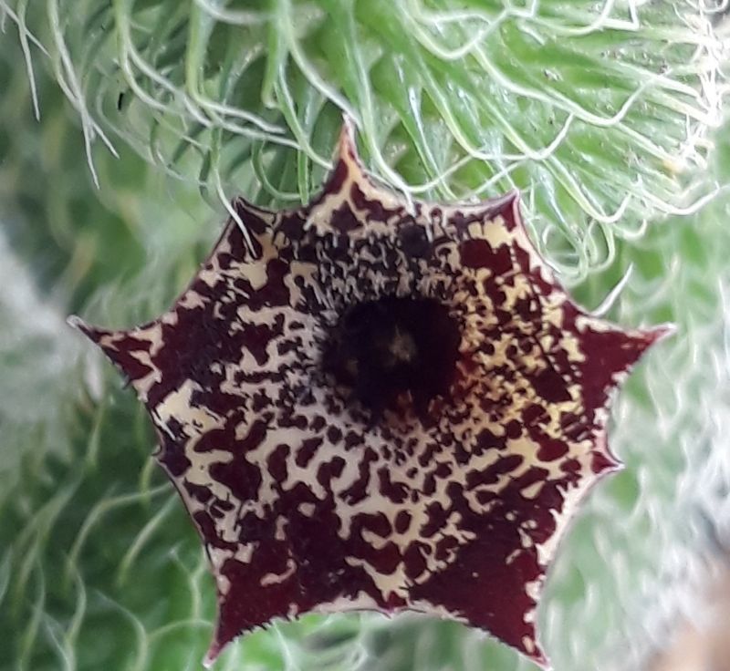Una foto de Stapelianthus pilosus