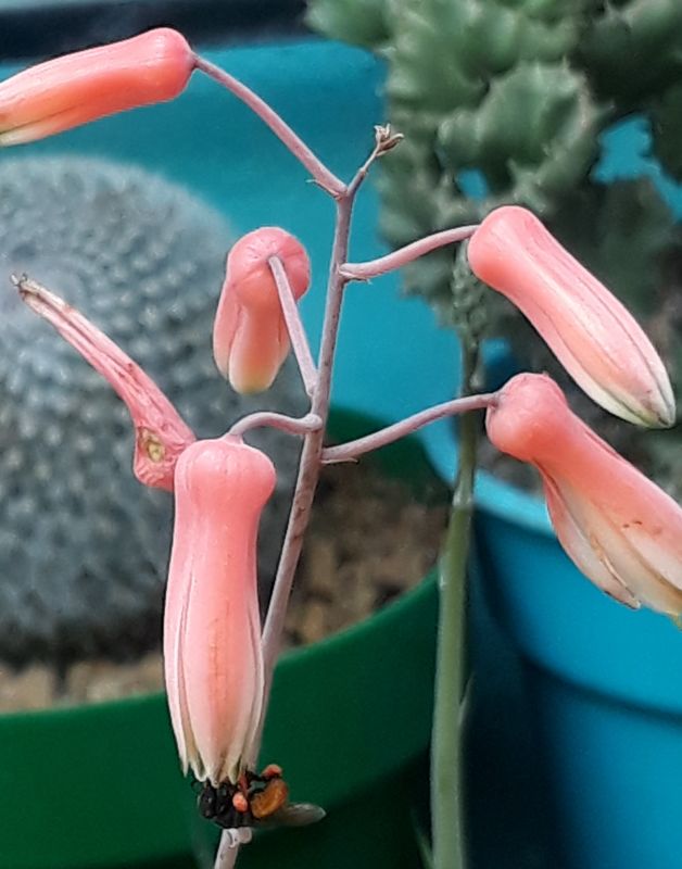Una foto de Aloe cv. pink blush
