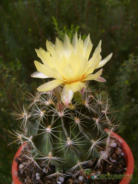 A photo of Thelocactus setispinus