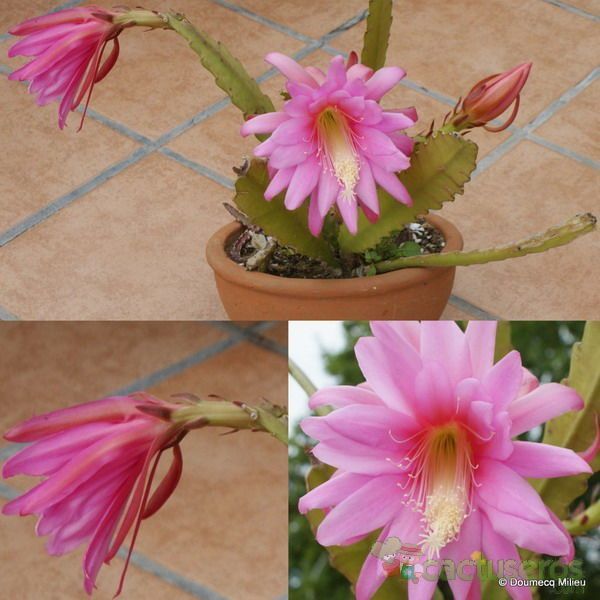 A photo of Disocactus ackermannii