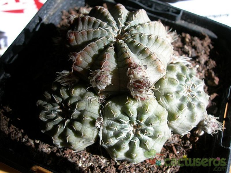 A photo of Gymnocalycium bodenbenderianum