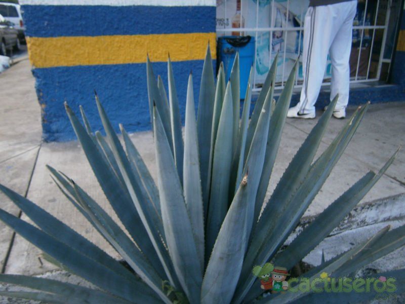 Una foto de Agave tequilana  