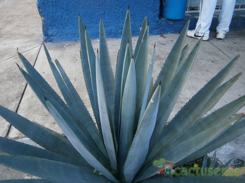 Una foto de Agave tequilana  