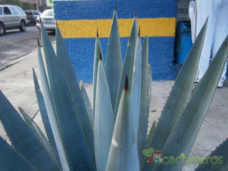 Una foto de Agave tequilana  