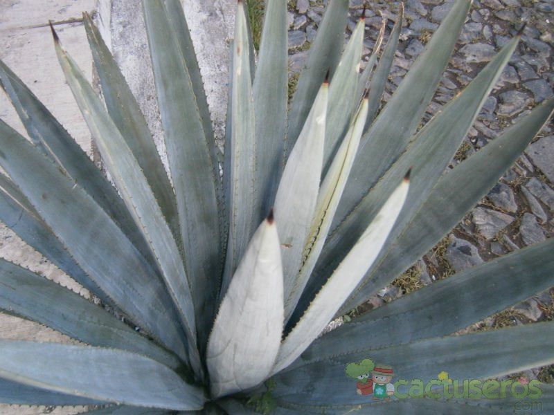 Una foto de Agave tequilana  