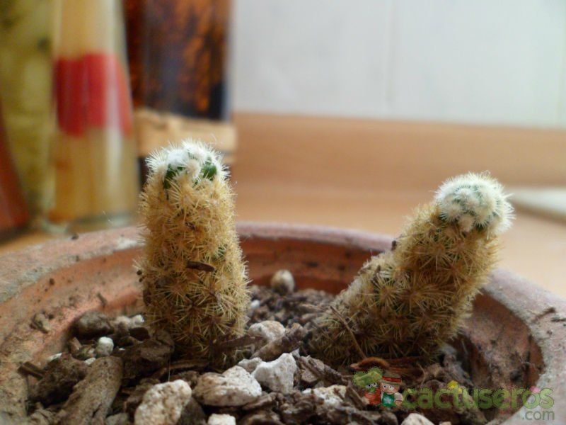 A photo of Mammillaria elongata cv. Golden Nugget