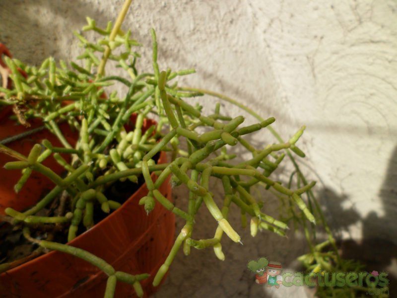 A photo of Rhipsalis cereuscula