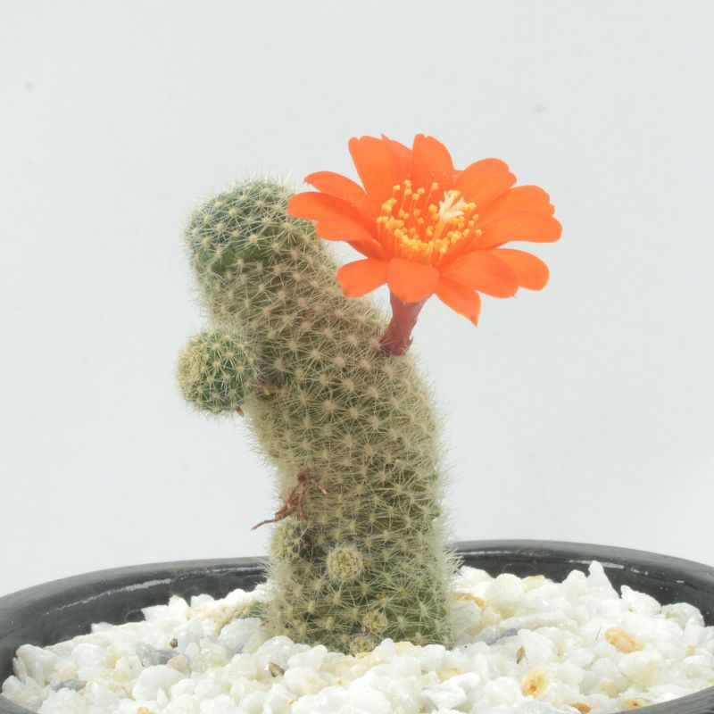Foto de un cactus que se está identificando actualmente