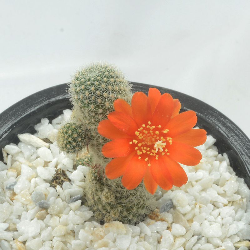 Foto de un cactus que se está identificando actualmente