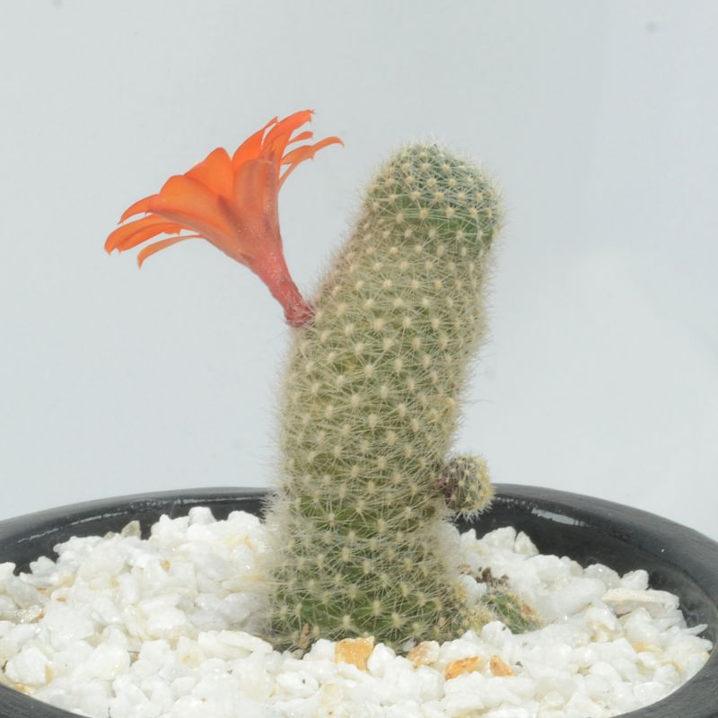 Foto de un cactus que se está identificando actualmente