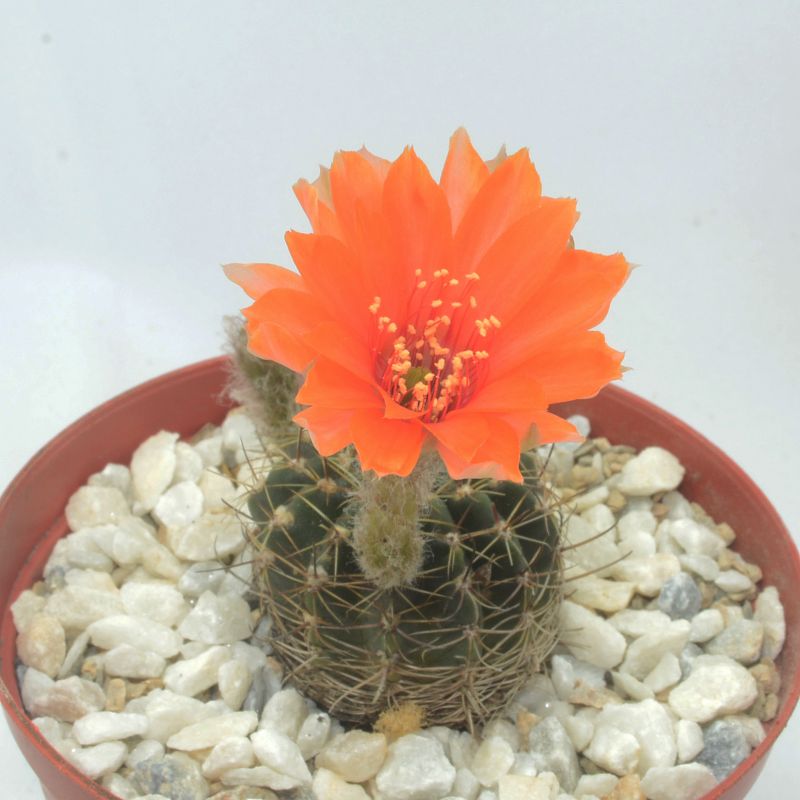 Photo of a cactus currently being identified