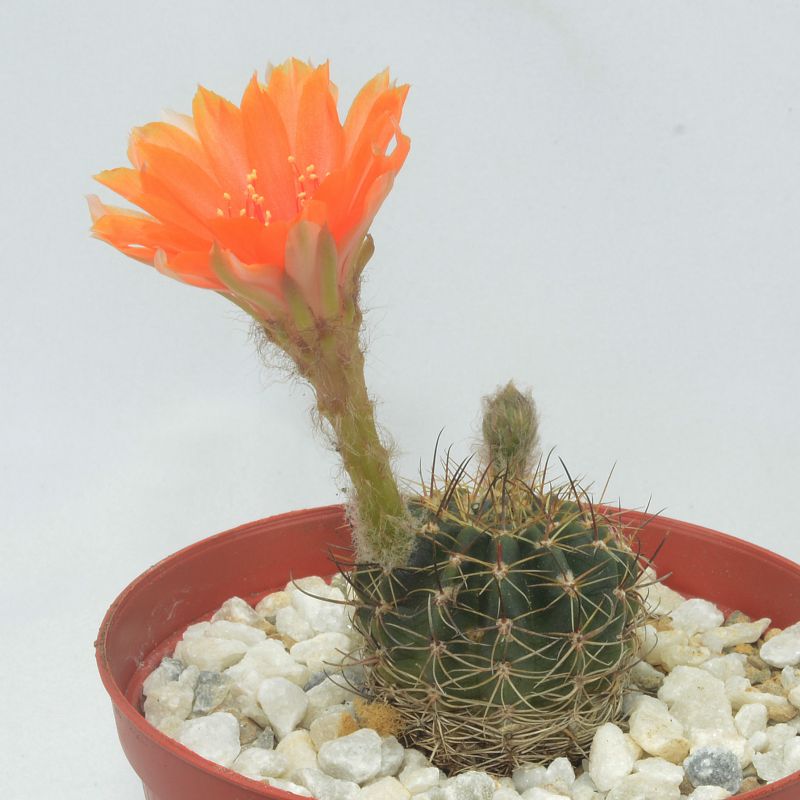 Photo of a cactus currently being identified