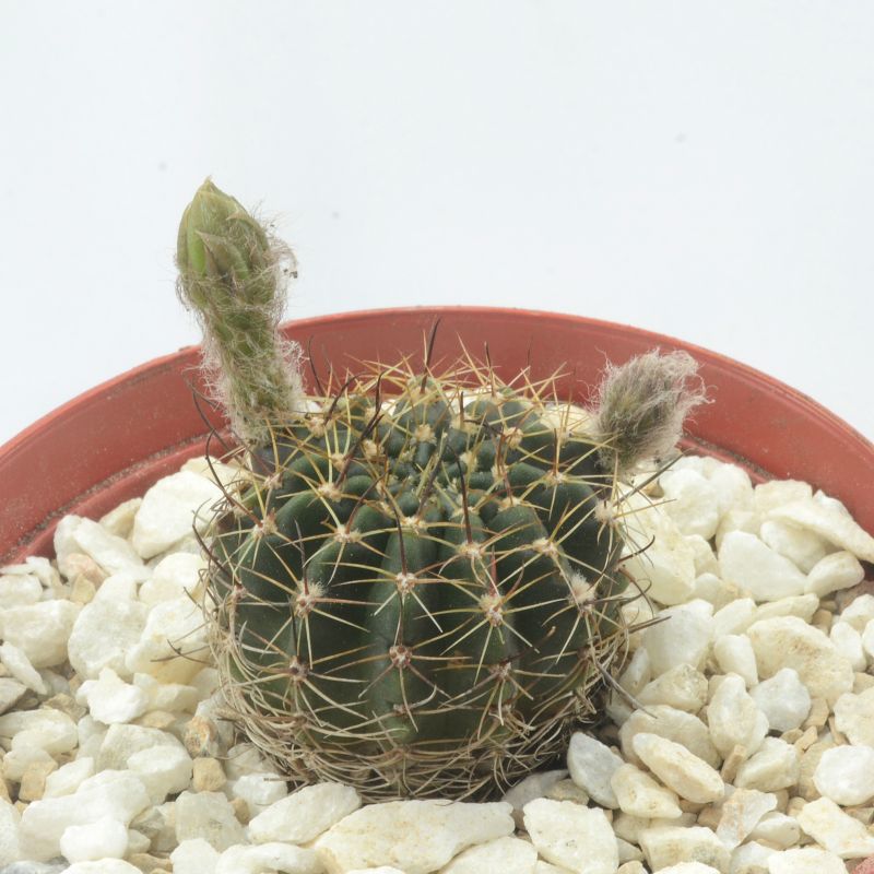 Photo of a cactus currently being identified