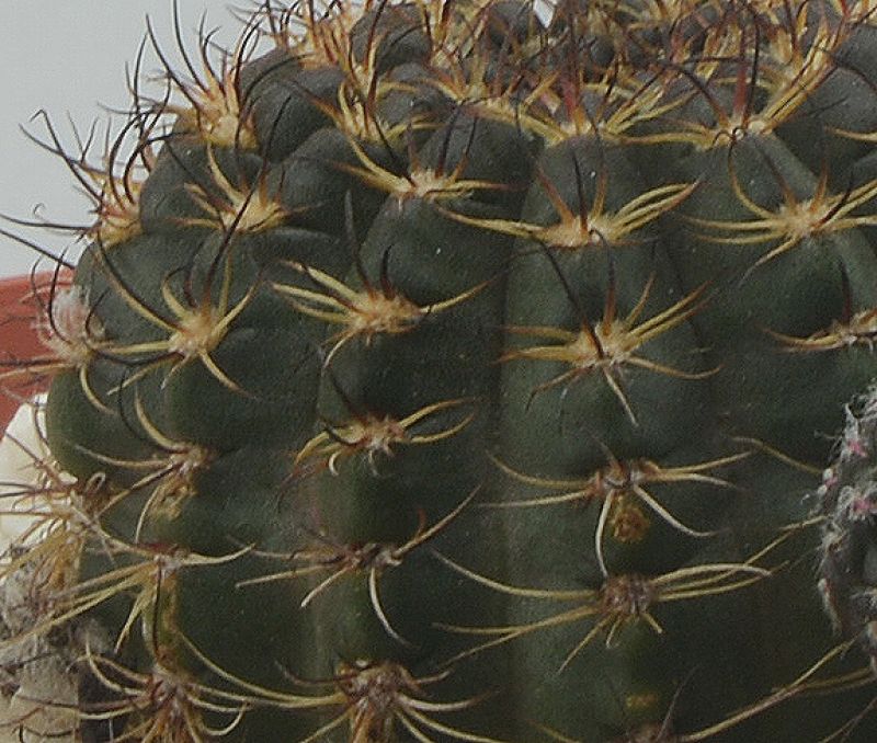 A photo of Echinopsis ancistrophora subsp. pojoensis