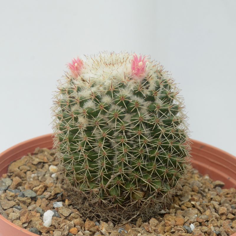 Una foto de Mammillaria tayloriorum