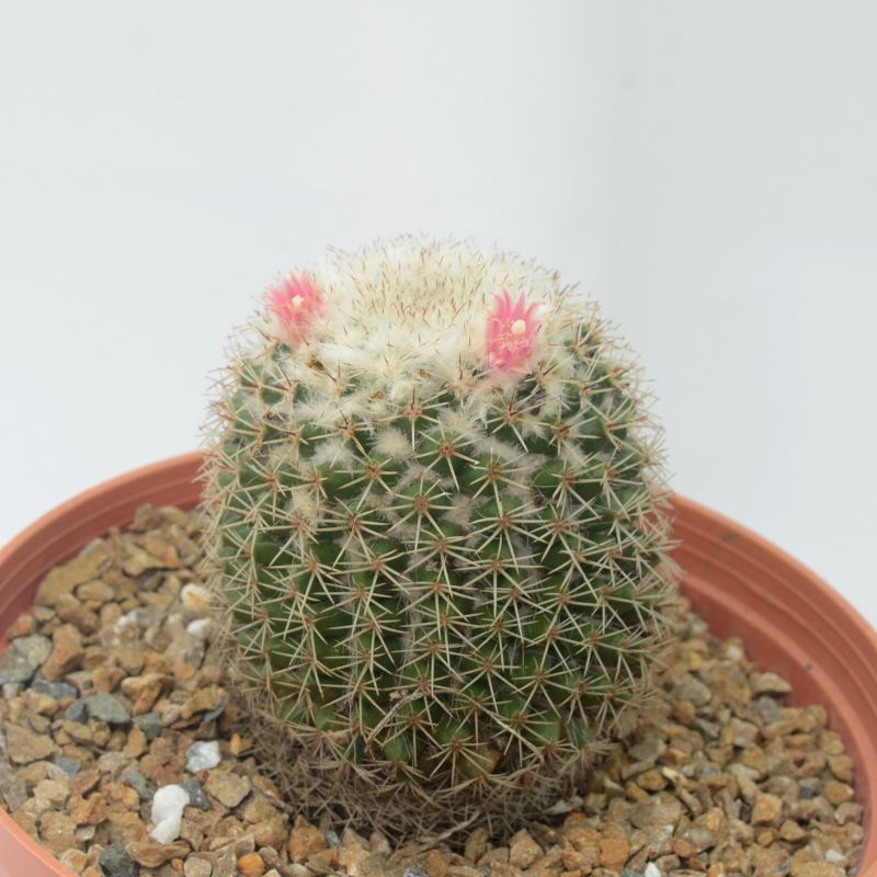 Una foto de Mammillaria tayloriorum