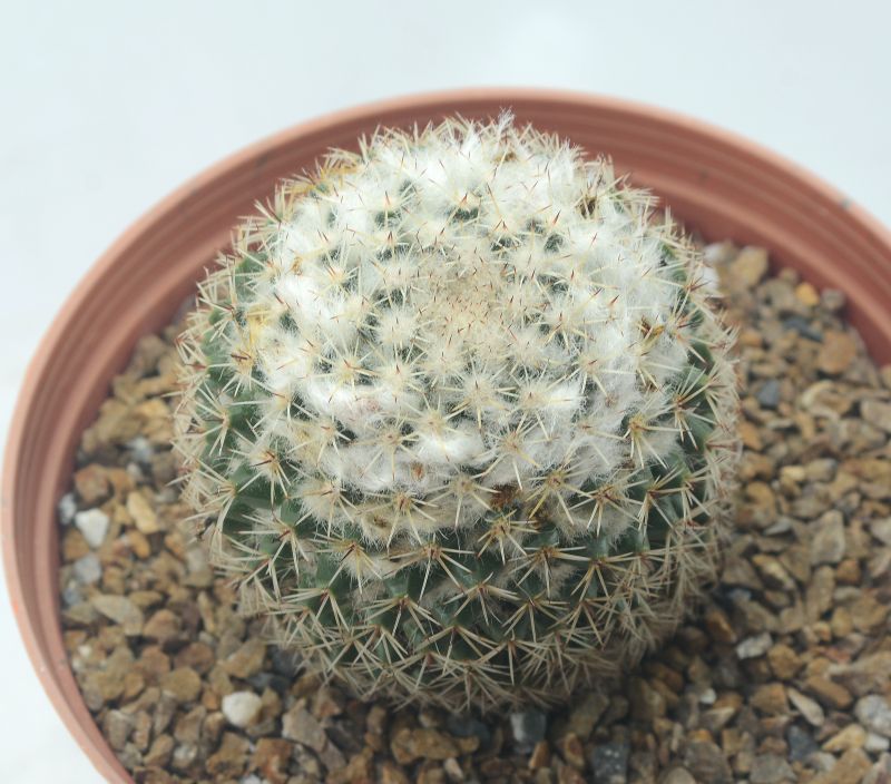 Una foto de Mammillaria tayloriorum