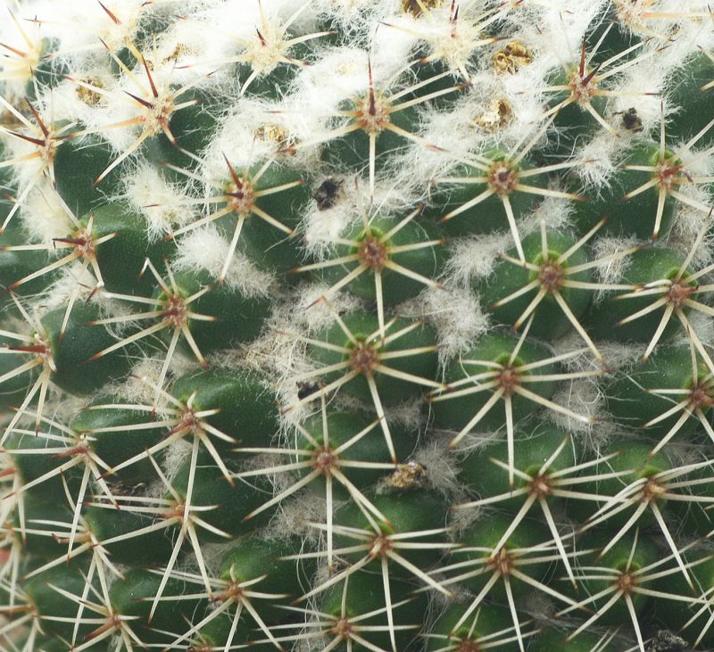 Una foto de Mammillaria tayloriorum