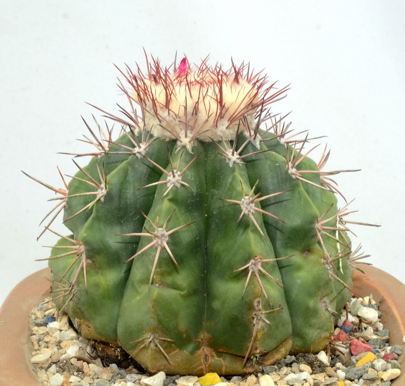 A photo of Melocactus curvispinus subsp. caesius