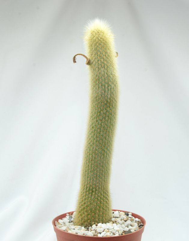 Una foto de Cleistocactus winteri