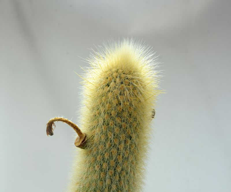 Una foto de Cleistocactus winteri
