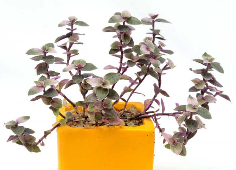 Una foto de Callisia repens