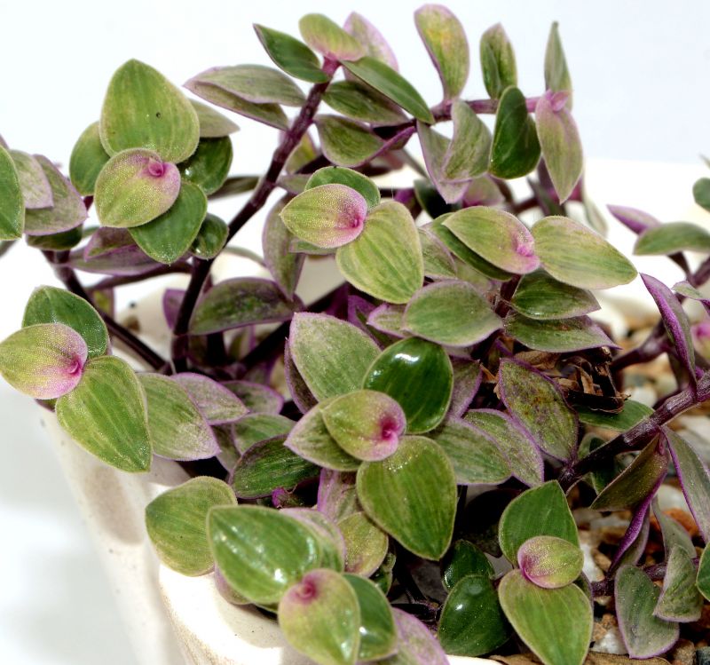 Una foto de Callisia repens