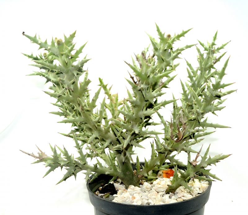Una foto de Euphorbia stenoclada