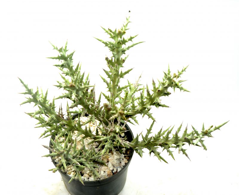 Una foto de Euphorbia stenoclada