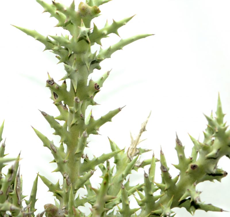 Una foto de Euphorbia stenoclada