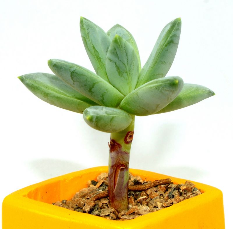 Una foto de Pachyveria Bea (Pachyphytum compactum x Echeveria sp) (Hibrido)