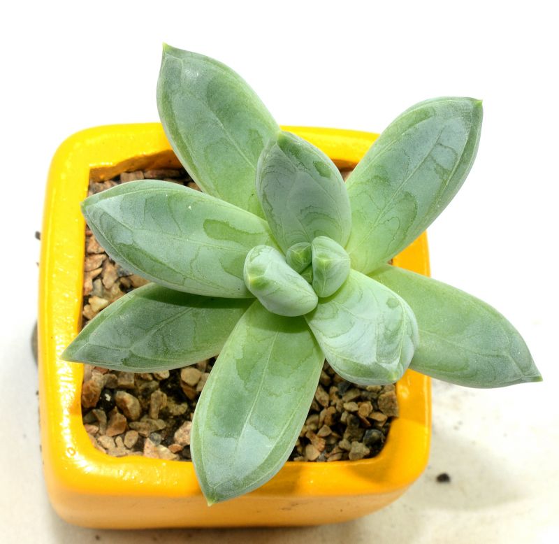 Una foto de Pachyveria Bea (Pachyphytum compactum x Echeveria sp) (Hibrido)