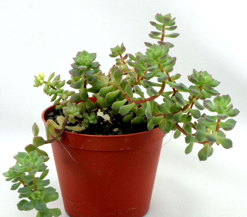 Photo of a cactus currently being identified