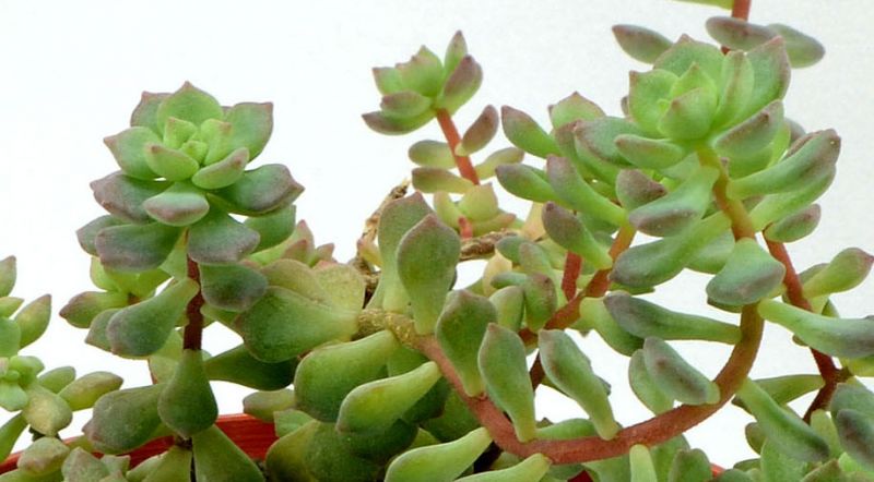 Photo of a cactus currently being identified