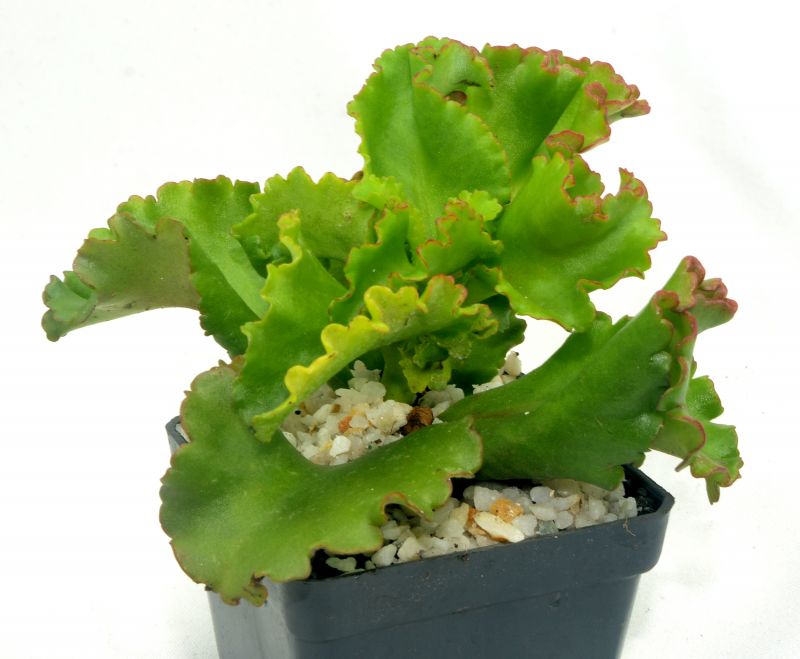 Una foto de Kalanchoe cv. Krinkle Red