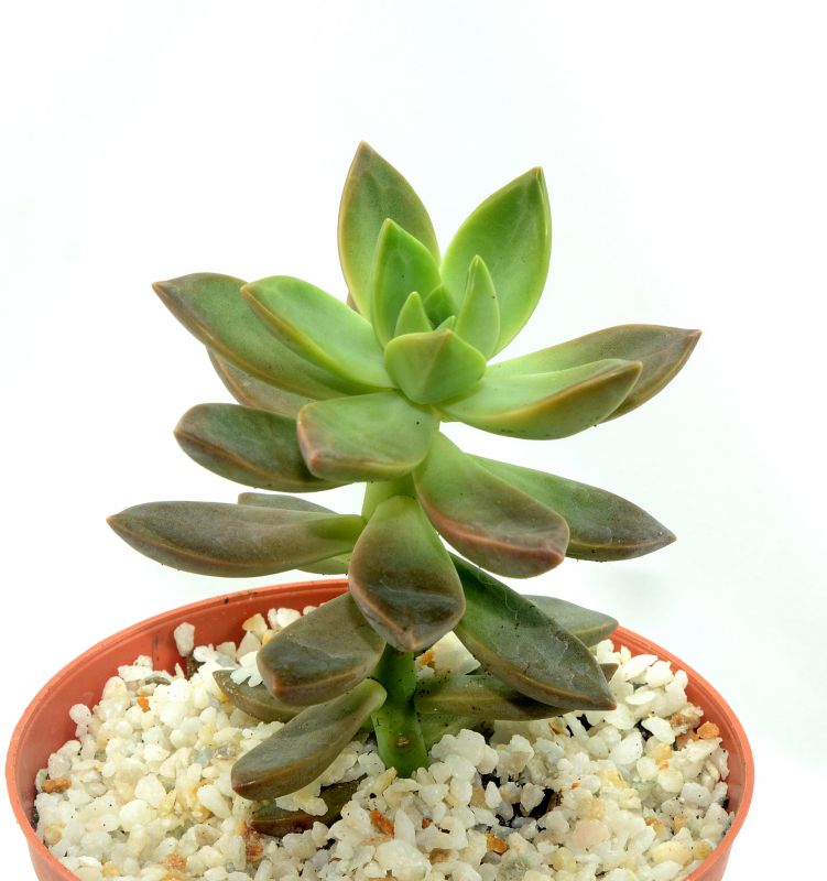 Una foto de Sedum x Golden Glow