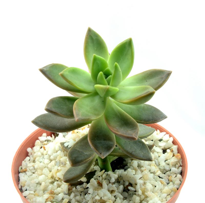 Una foto de Sedum x Golden Glow