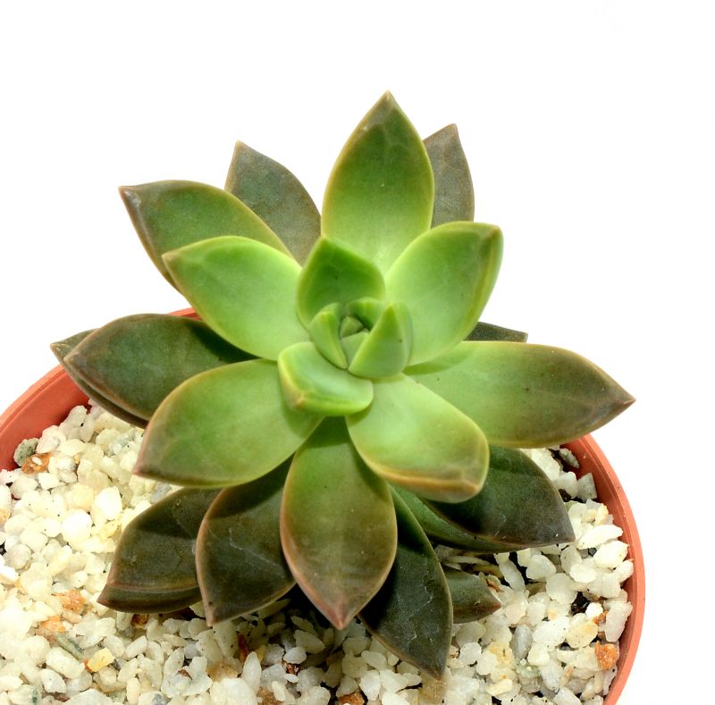 Una foto de Sedum x Golden Glow