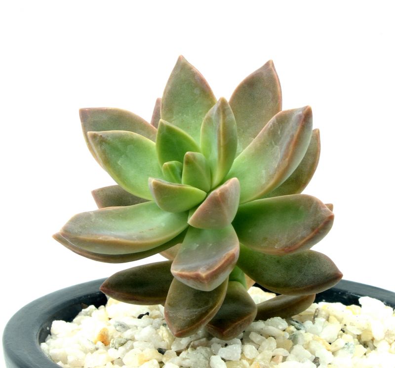 Una foto de Sedum x Golden Glow