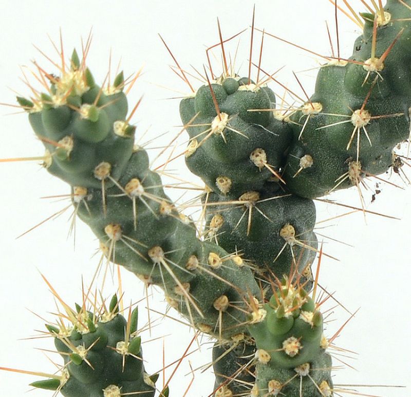 A photo of Corynopuntia vilis