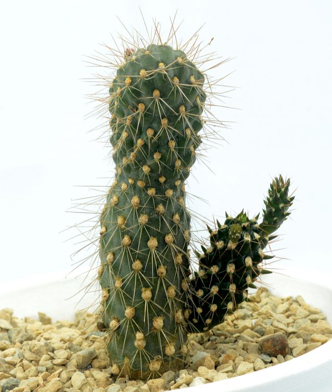 A photo of Cylindropuntia fulgida